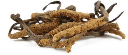 Đông Trùng Hạ Thảo