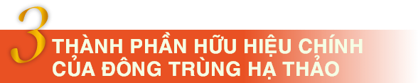 3 Thành phần hữu hiệu chính của Đông Trùng Hạ Thảo